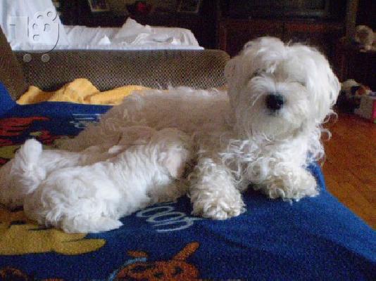 PoulaTo: MALTESE